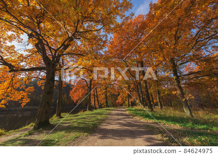 Path in the city park at autumn morning time. Path in the city park at autumn morning time. 84624975