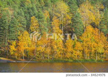 Autumn forest by the edge of Lake Ladoga. Republic of Karelia. 84624976