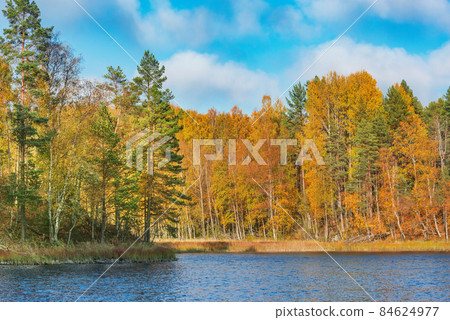 Autumn forest by the edge of Lake Ladoga. Republic of Karelia 84624977