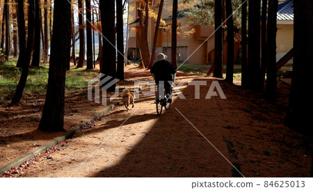 一位老婦人在落葉松林中騎自行車遛狗 84625013