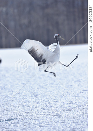 Dancing of cranes (Hokkaido, Tsurui) Dancing of cranes (Hokkaido, Tsurui) 84625324