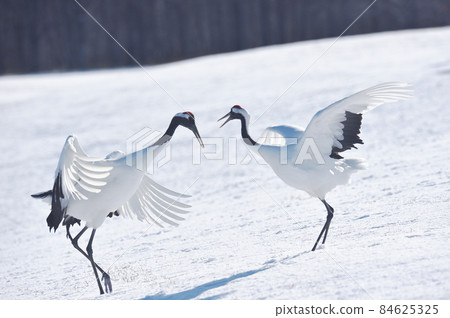 Dancing of cranes (Hokkaido, Tsurui) Dancing of cranes (Hokkaido, Tsurui) 84625325