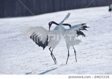 Japanese crane dance (Tsurui, Hokkaido) 84625326