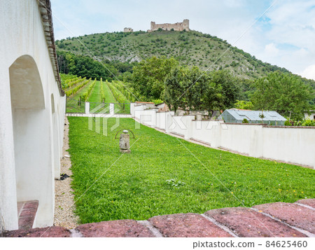 Vineyards region of Pavlov with ruin of Devicky castle. 84625460