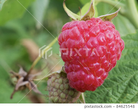 A single ripe raspberry berry, macrophoto. Ripe pink berry. A single ripe raspberry berry, macrophoto. Ripe pink berry. 84625548