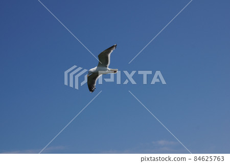 鳥兒在奧龍科岩的天空中飛翔 鳥兒在奧龍科岩的天空中飛翔 84625763