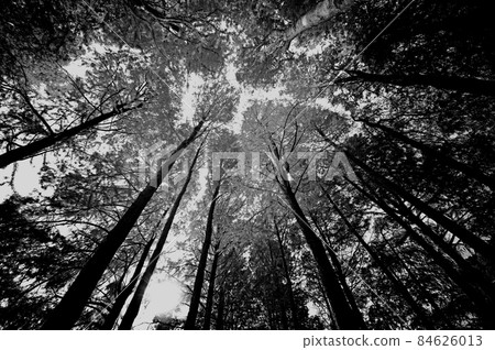 A fantastic monochrome scene looking up at the coniferous trees 84626013