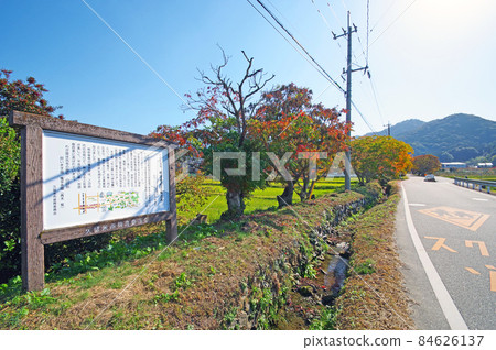 A row of trees in Yanagizaka Sone, a popular spot for autumn leaves in Kurume City, Fukuoka Prefecture 84626137