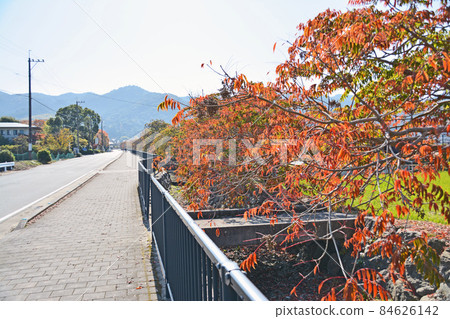 A row of trees in Yanagizaka Sone, a popular spot for autumn leaves in Kurume City, Fukuoka Prefecture A row of trees in Yanagizaka Sone, a popular spot for autumn leaves in Kurume City, Fukuoka Prefecture 84626142