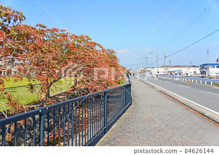 A row of trees in Yanagizaka Sone, a popular spot for autumn leaves in Kurume City, Fukuoka Prefecture 84626144