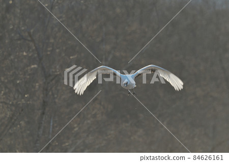 Tan butterfly (Hokkaido · Tsurui) 84626161