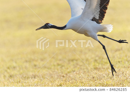 Red-crowned crane flying from a golden meadow (Tsurui, Hokkaido) Red-crowned crane flying from a golden meadow (Tsurui, Hokkaido) 84626285