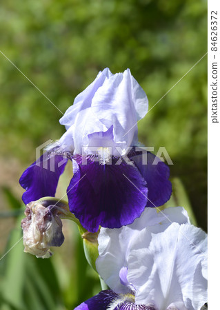 Tall bearded iris Elizabeth Noble Tall bearded iris Elizabeth Noble 84626372