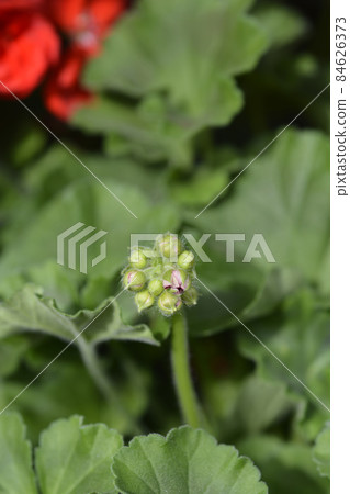 Horse-shoe pelargonium 84626373