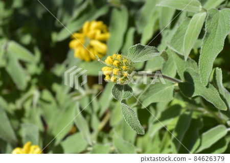 Jerusalem sage Jerusalem sage 84626379
