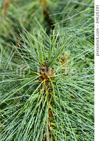 Himalayan pine 84626395