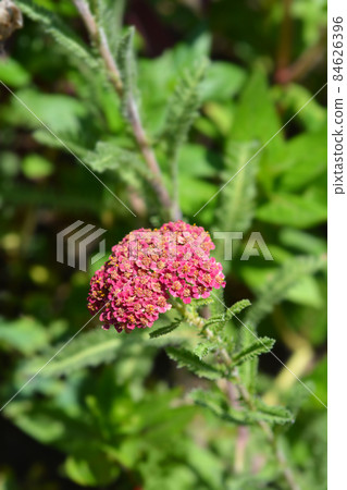 Pink Yarrow 84626396