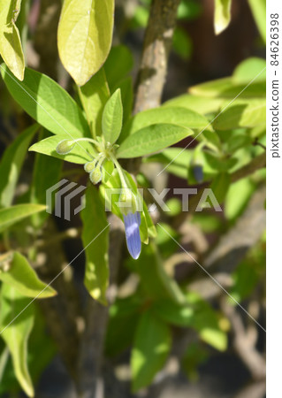 Blue Angels trumpet Blue Angels trumpet 84626398