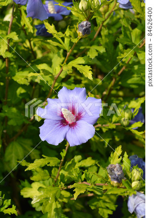 Rose Of Sharon 84626400