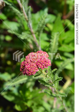 Pink Yarrow 84626402
