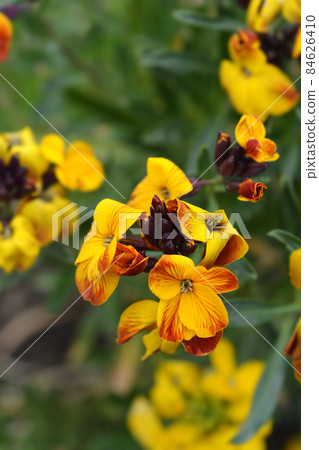 Yellow Wallflower Tom Thumb 84626410