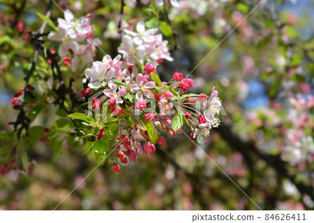 Japanese flowering crab apple 84626411