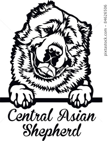 Central Asian Shepherd Peeking Dog - head isolated on white 84626506