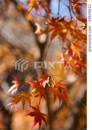 紅葉湖的紅葉【三之輪水壩】 紅葉湖的紅葉【三之輪水壩】 84626612