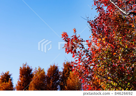 Bessho-numa Park, Saitama City, Saitama Prefecture Autumn leaves and blue sky of maple 84626692