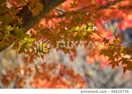 Autumn leaves of Momiji Lake [Minowa Dam] 84626756