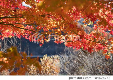 Autumn leaves of Momiji Lake [Minowa Dam] 84626758