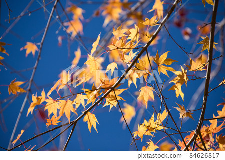 Autumn leaves of Momiji Lake [Minowa Dam] 84626817