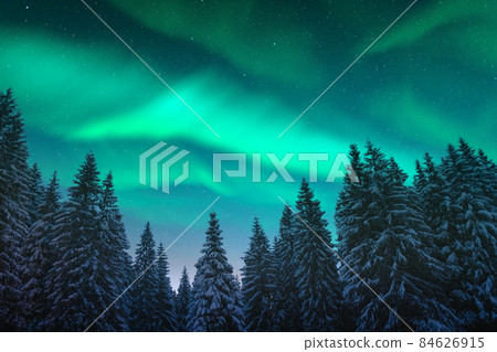Northern lights in winter forest 84626915