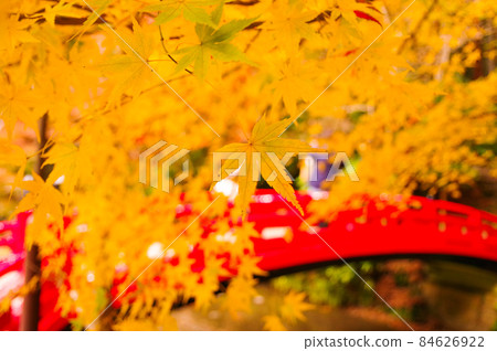 Bridge and autumn leaves Bridge and autumn leaves 84626922
