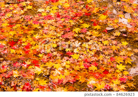 Autumn leaves on the surface of the water Autumn leaves on the surface of the water 84626923