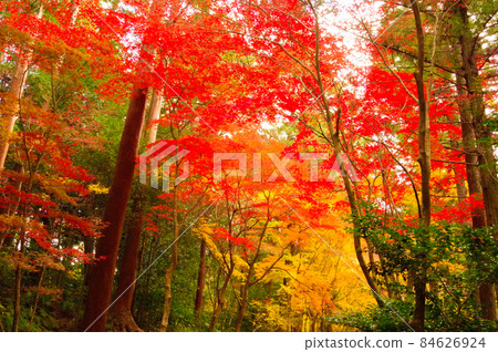 Autumn leaves Autumn leaves 84626924