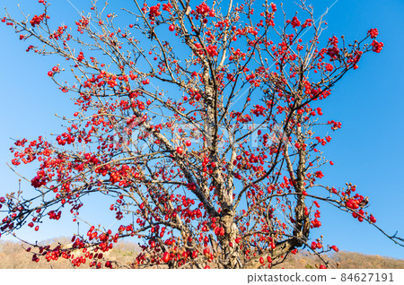 Cornus tree with red fruits 84627191