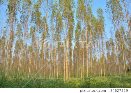 Group of Eucalyptus forest planted in long rows. Group of Eucalyptus forest planted in long rows. 84627339