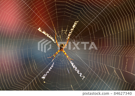 The spider is on the web waiting for its prey. 84627340