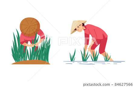 Asian farmers working on farm set. Peasants in straw conical hats planting rice on field cartoon vector illustration Asian farmers working on farm set. Peasants in straw conical hats planting rice on field cartoon vector illustration 84627566