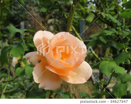 Beautiful light pink roses Beautiful light pink roses 84627847