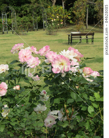 Beautifully blooming light pink roses Beautifully blooming light pink roses 84628085