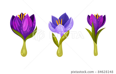 Purple crocuses set. First spring flowers cartoon vector illustration 84628148