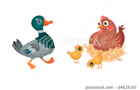 Duck and hen with chickens. Farm birds poultry breeding cartoon vector illustration Duck and hen with chickens. Farm birds poultry breeding cartoon vector illustration 84628165