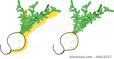 Big big Shogoin turnip or Shogoin radish set illustration material Big big Shogoin turnip or Shogoin radish set illustration material 84628257