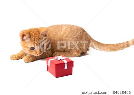 Kitten and red gift box isolated on white background Kitten and red gift box isolated on white background 84628466