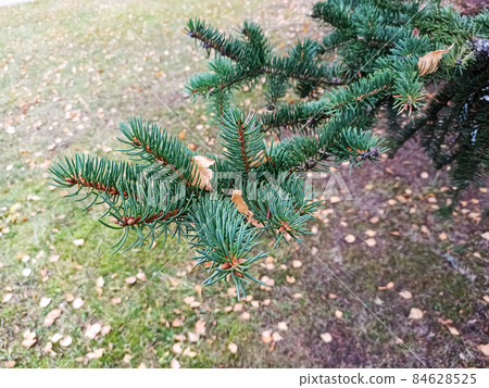 Green spruce branch with needles on background of yellow leaves Green spruce branch with needles on background of yellow leaves 84628525