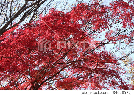 秋葉在東京 84628572