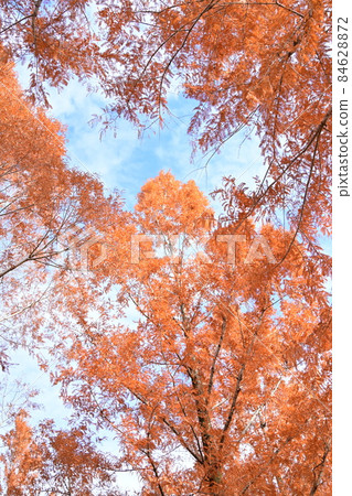 Autumn leaves of Metasequoia and trees in full bloom Autumn leaves of Metasequoia and trees in full bloom 84628872