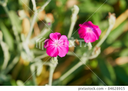 Rose campion flowers blooming in the garden 84628915